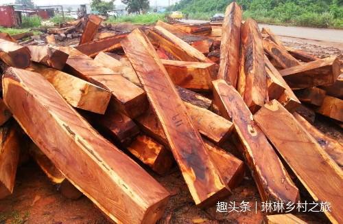 农村一种嫩叶能卖17元一斤,木材赛过紫檀,农民称它“辟邪木”