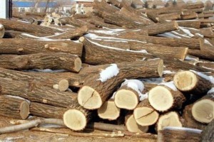 柞木原木材价格表