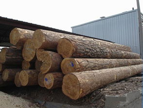 俄罗斯杨木原木专业供应 厦门市湖里胜佳木材经营部报价与产品展示