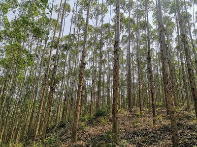 高峰林场上半年完成木材销售任务85%